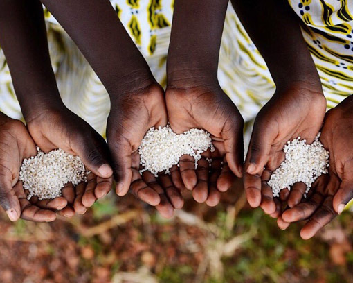 Breedlove Foods Serving Wolrd Hunger - Children's Hands Holding Dry Rice